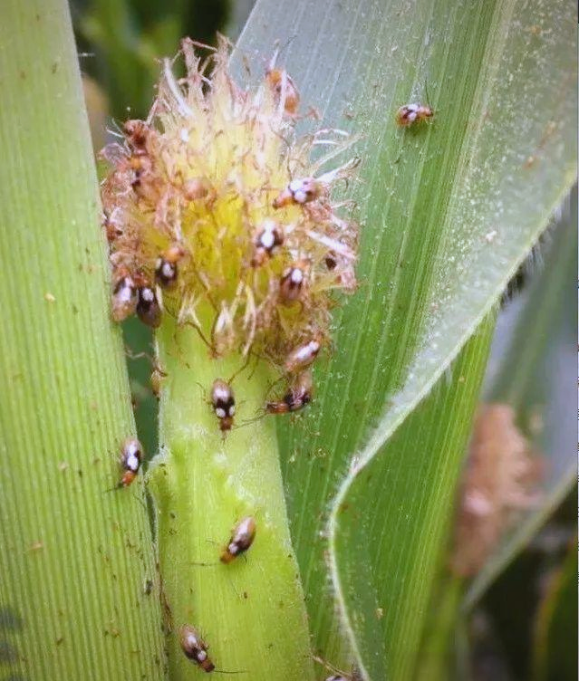 玉米地出现双斑萤叶甲怎么防治？