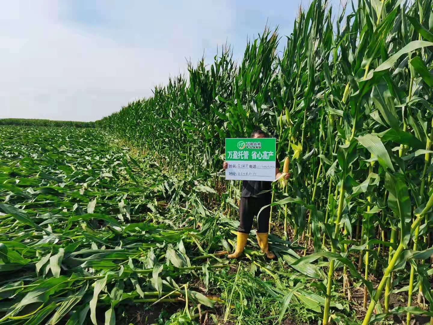 万盈托管-抗倒伏保障