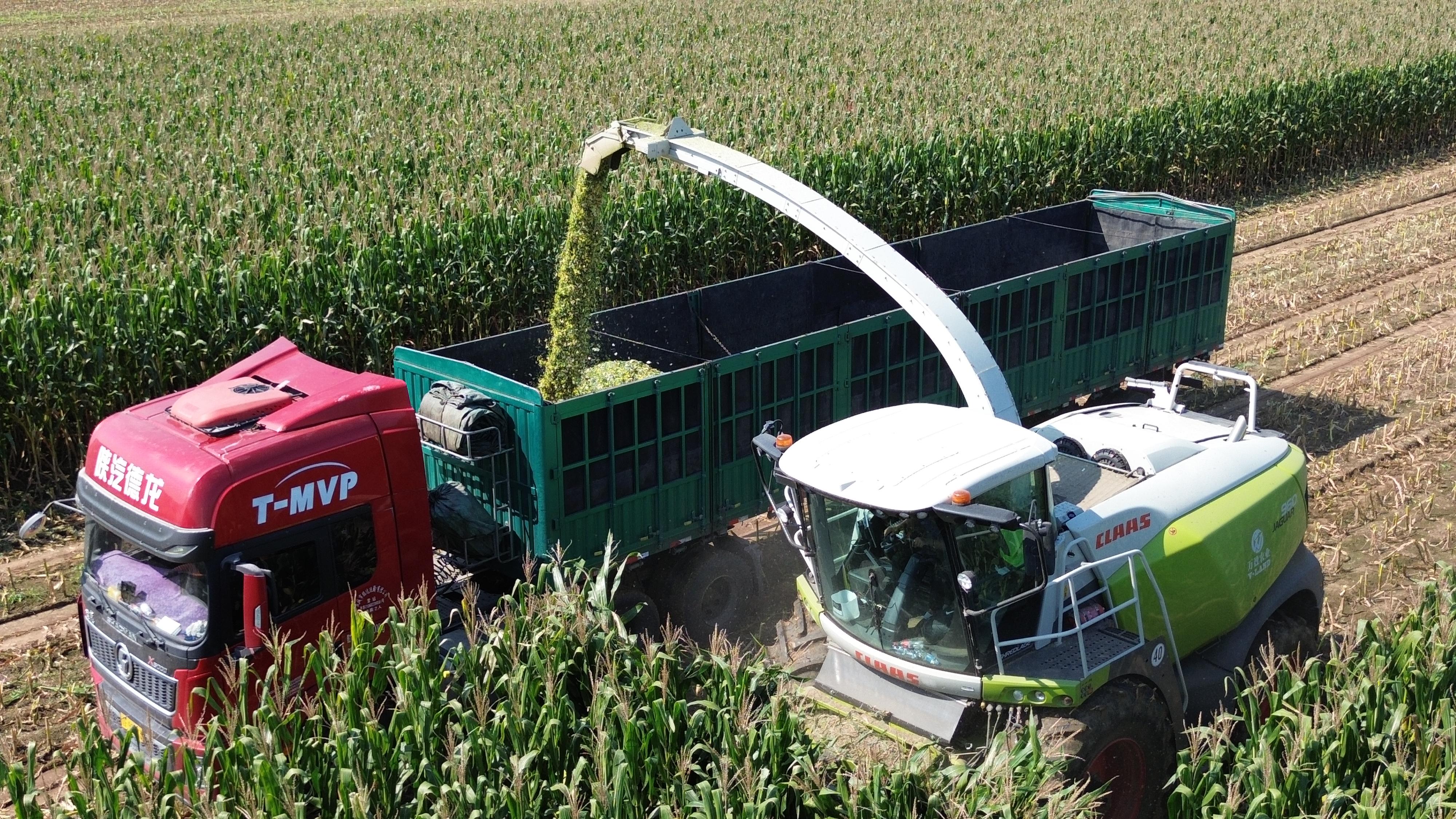 青贮收割、牧草捡拾业务