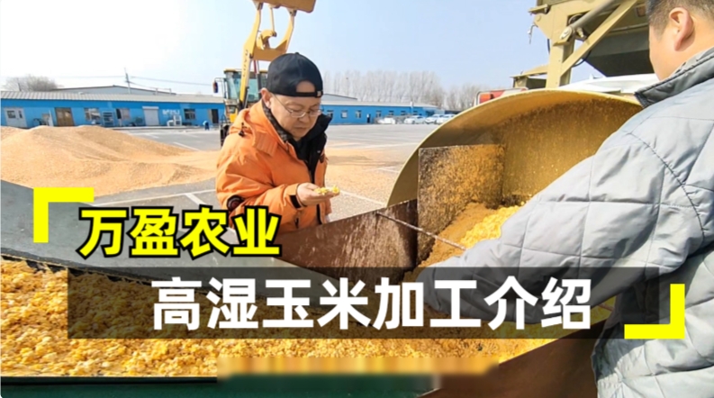 万盈高湿玉米加工业务介绍