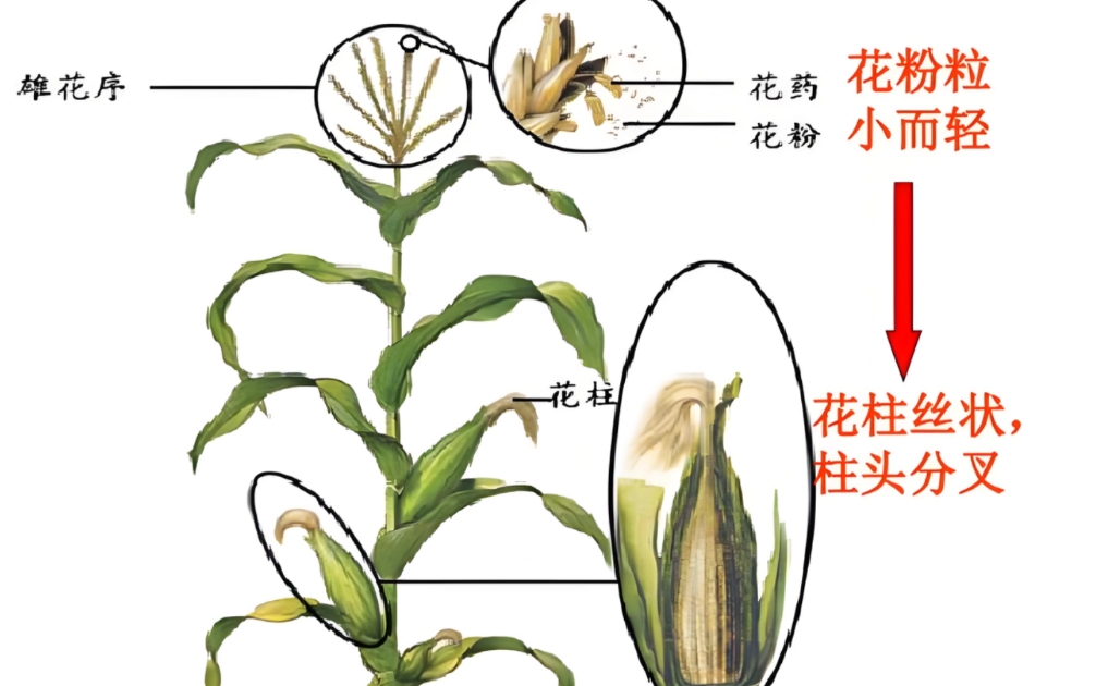 玉米的穗粒数与产量