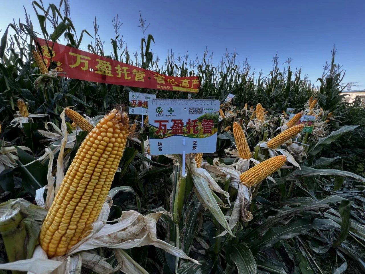 土地托管后变化太大了！比以前自己种强多了！