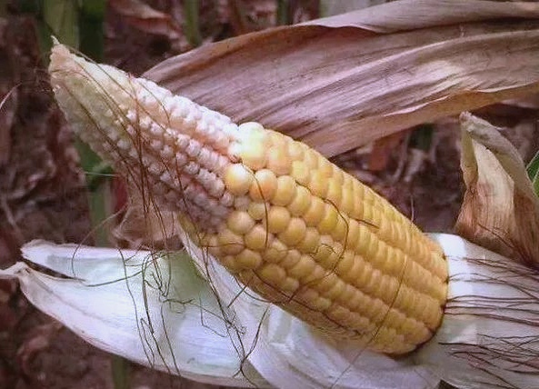 玉米秃尖什么原因？怎么预防