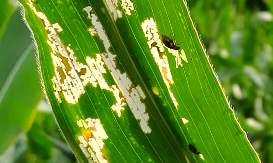 1765517549494475.png 微信图片_20251212132912.png