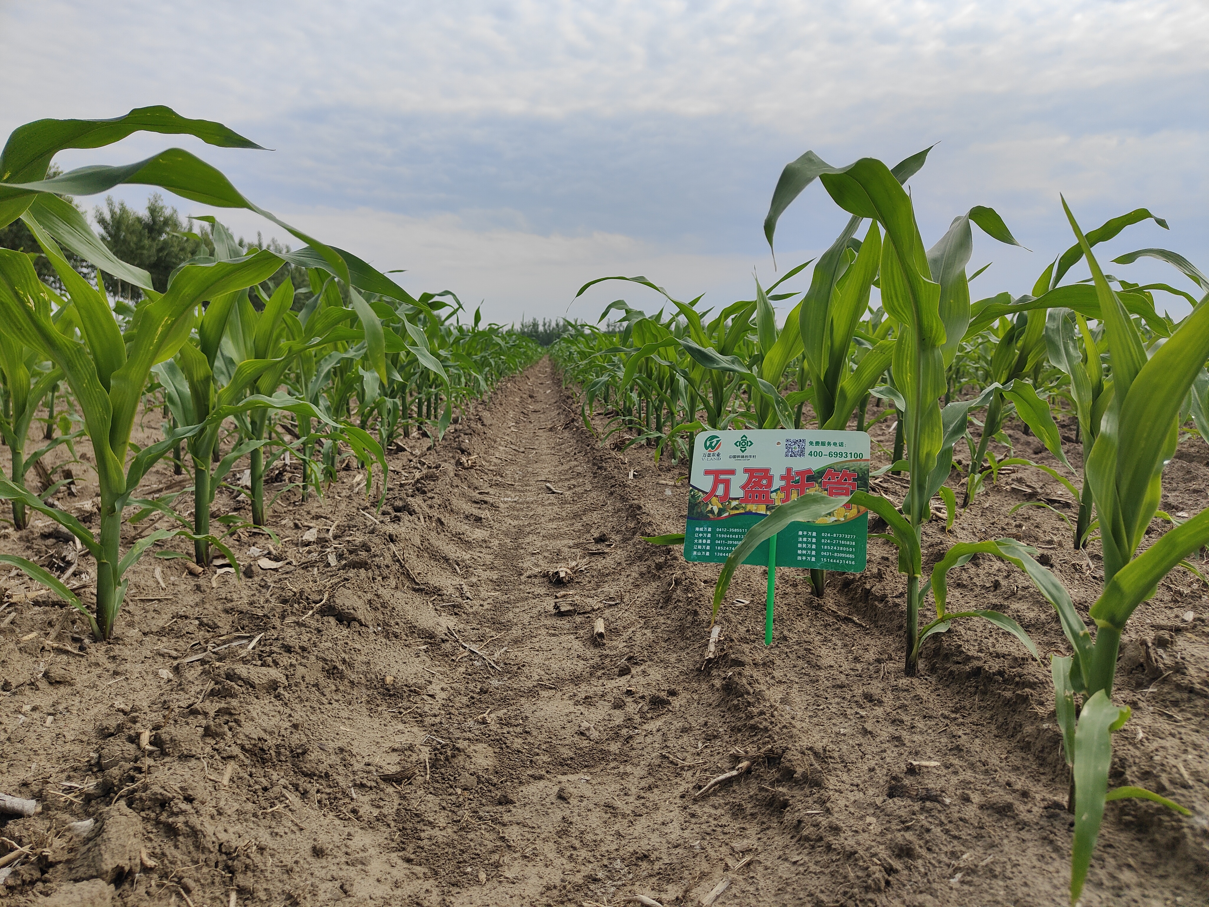 打苗后除草剂的8个注意事项，千万注意！