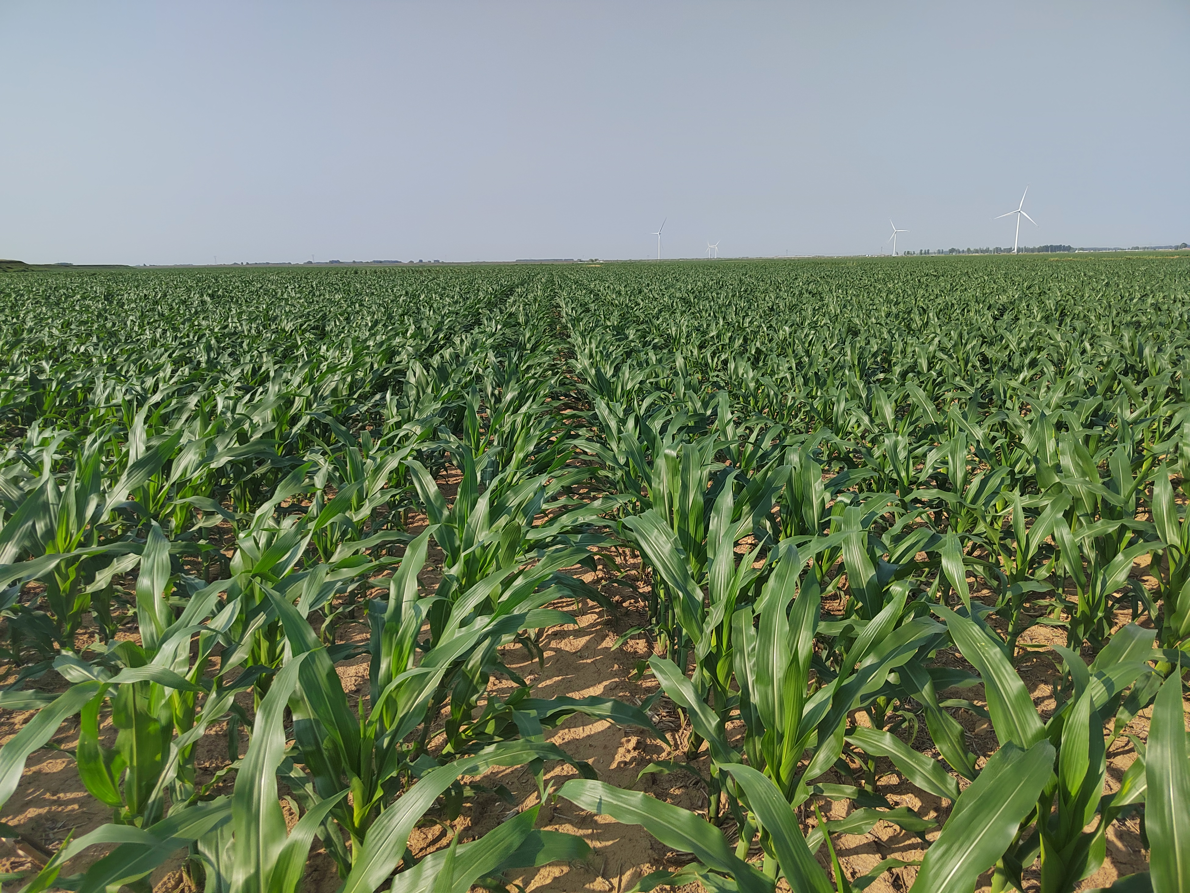 1765608232309094.jpg IMG_20240612_160752.jpg