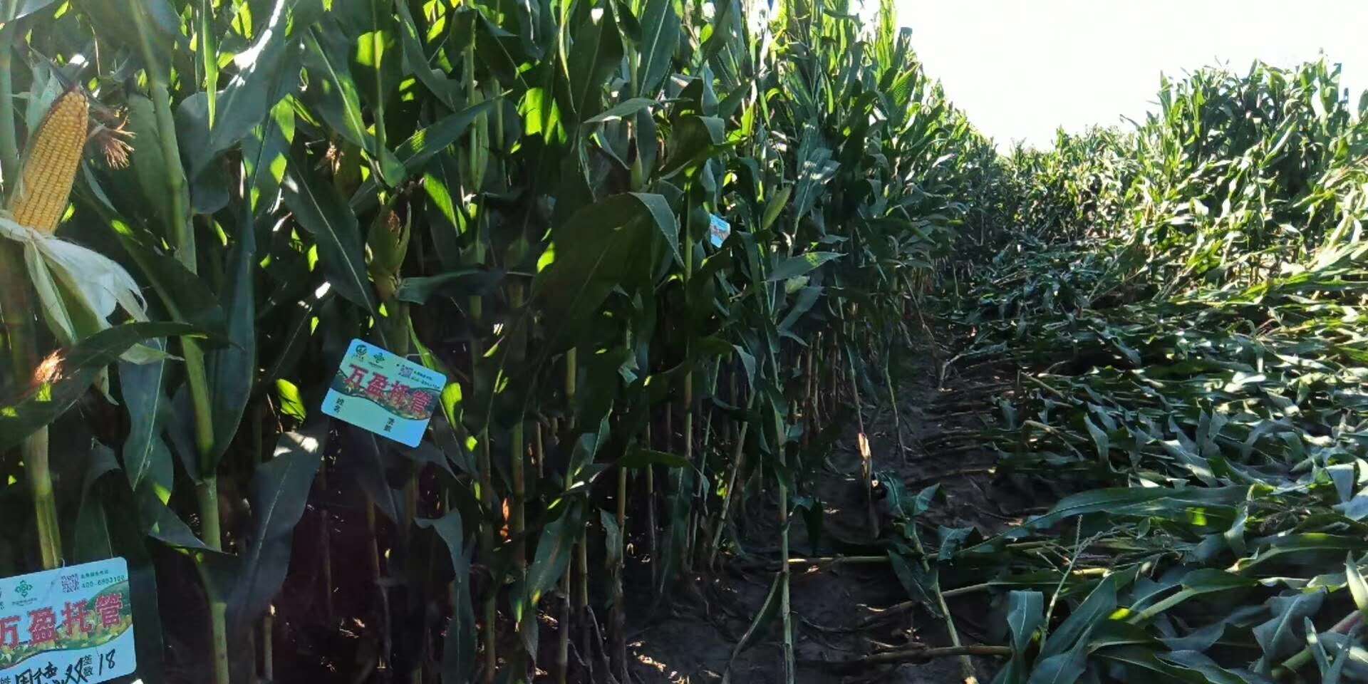 1765787793831473.jpg 1da6c683bdb1f4845352674dbc6d457.jpg