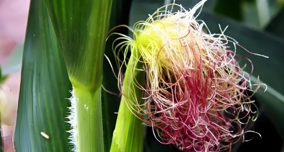 1766537987245580.jpg 1ee6ff660eab9c0bd0b4855e76b5b04a.jpg