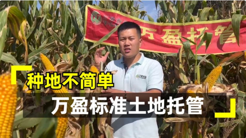 万盈土地托管服务 助力农民增产增收