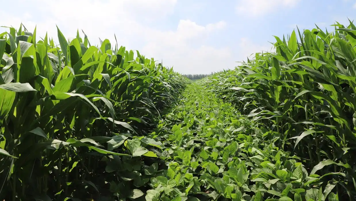 辽宁大豆玉米带状复合种植技术