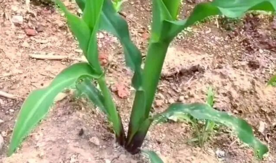 玉米丫子掰不掰？