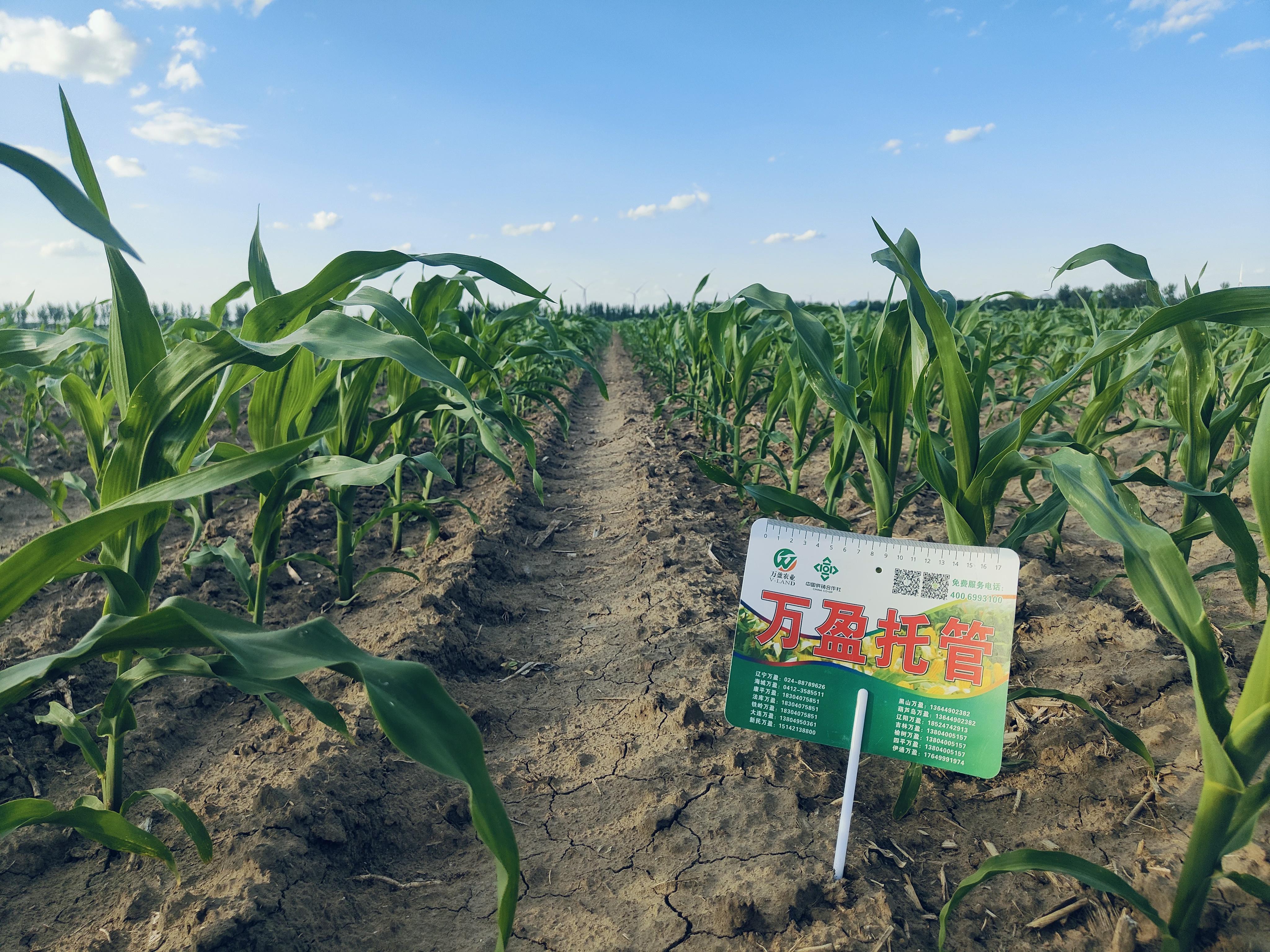 草甘膦在转基因玉米上的应用前景与注意事项