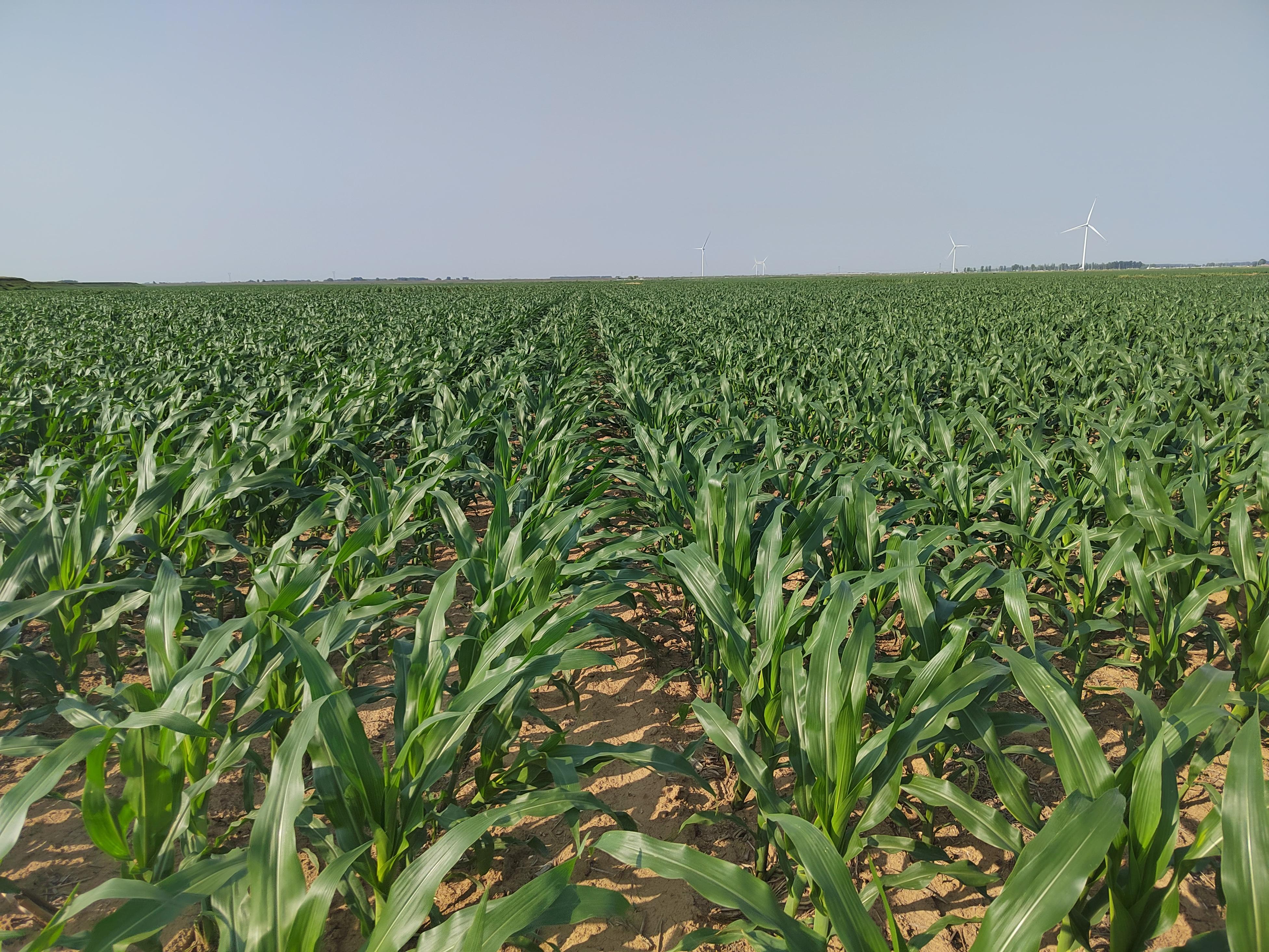 辽宁省玉米生产技术指导意见