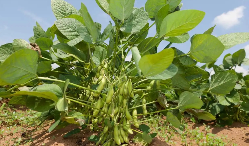 东北地区大豆春播技术意见