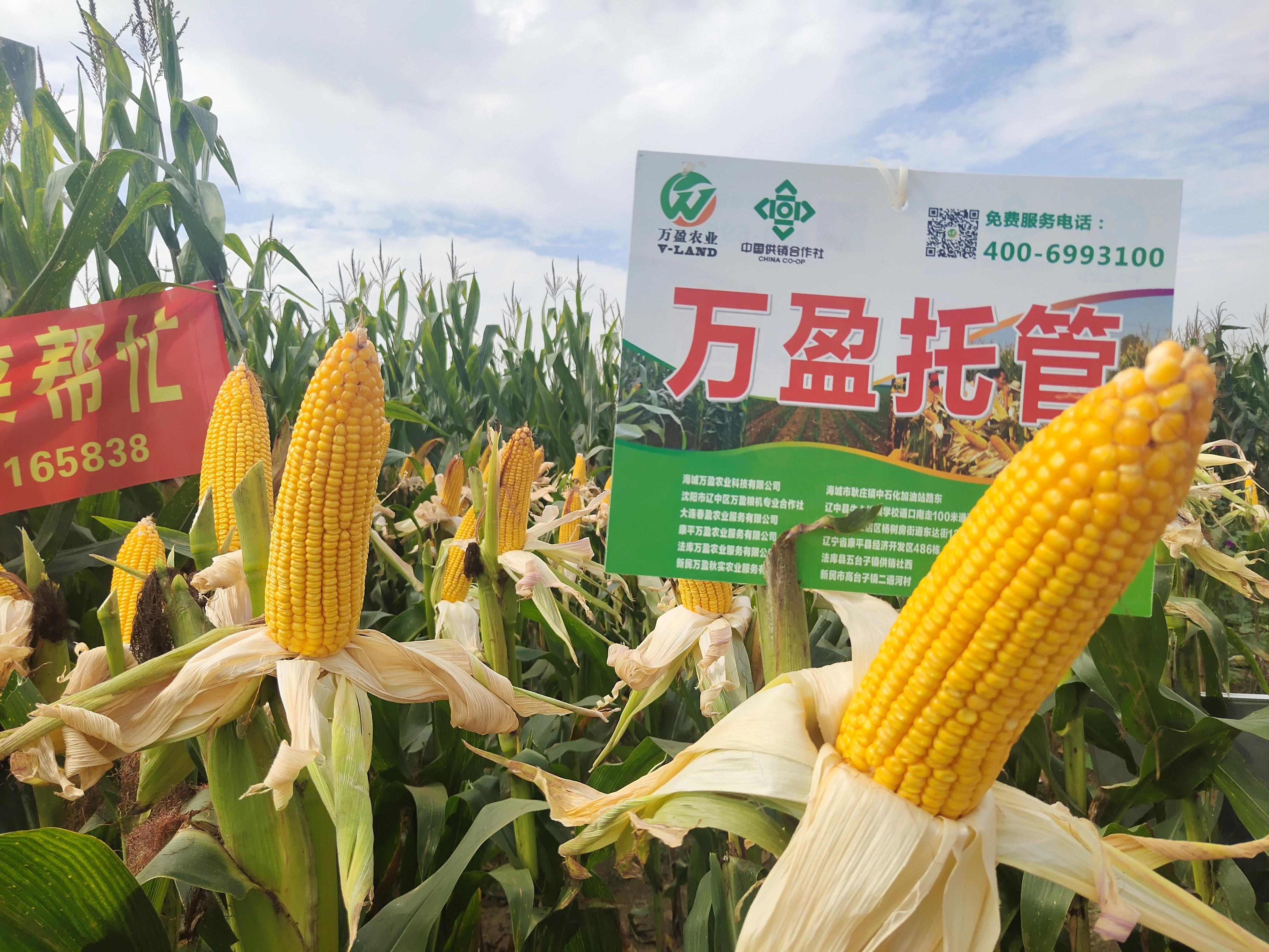 准确把握发展新型农业社会化服务的几个关键要素